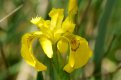 Flora: Yellow Iris (Iris pseudacorus)